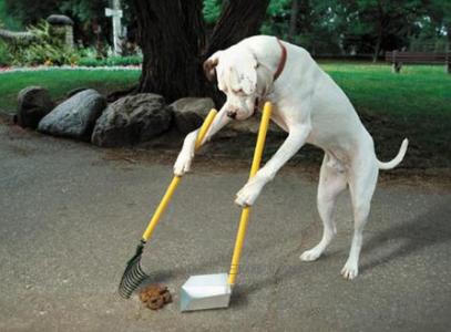 道格队长丨狗狗的行为纠正12期丨夭寿啦！我家狗又在吃屎啦