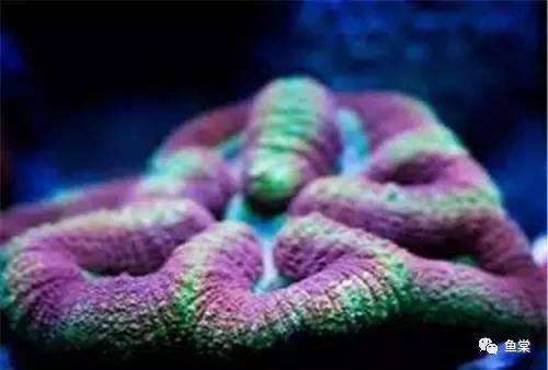 鱼缸里的水温度过高怎么办,风扇直接吹鱼缸能让鱼缸降温吗