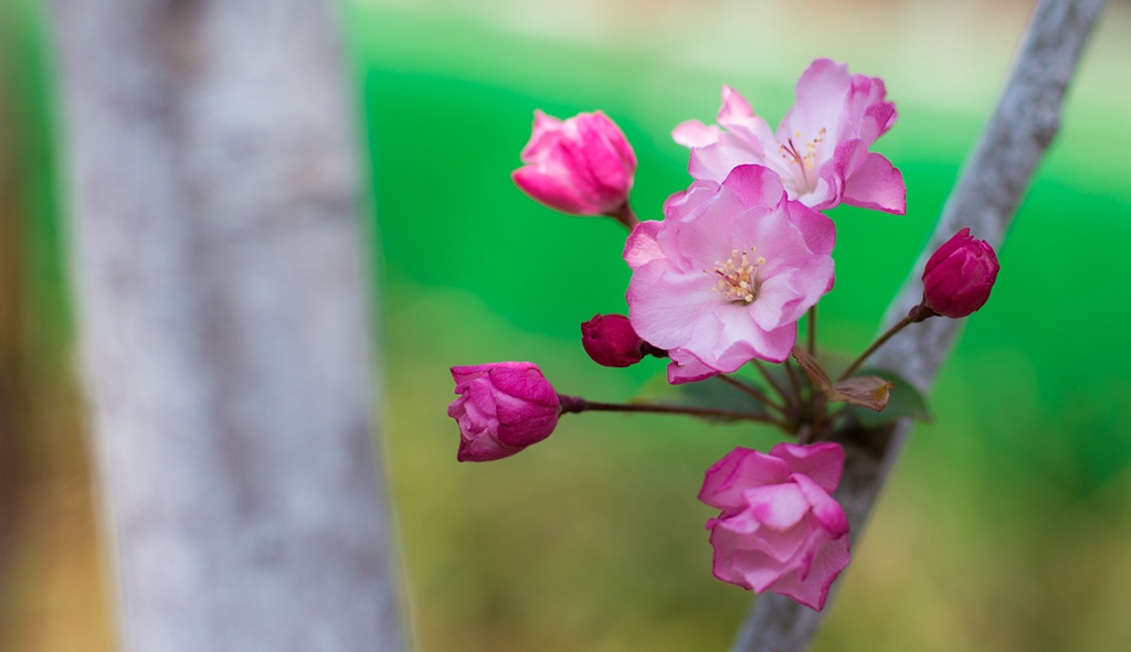 纪念风景画,宾得纪念