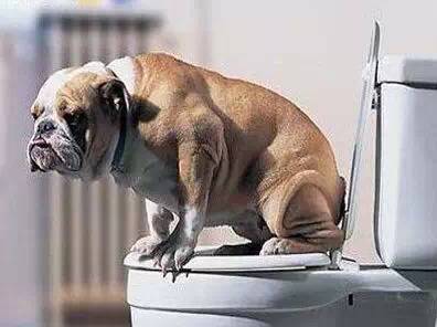 如何让幼犬在指定地方大小便,强行训练幼犬大小便