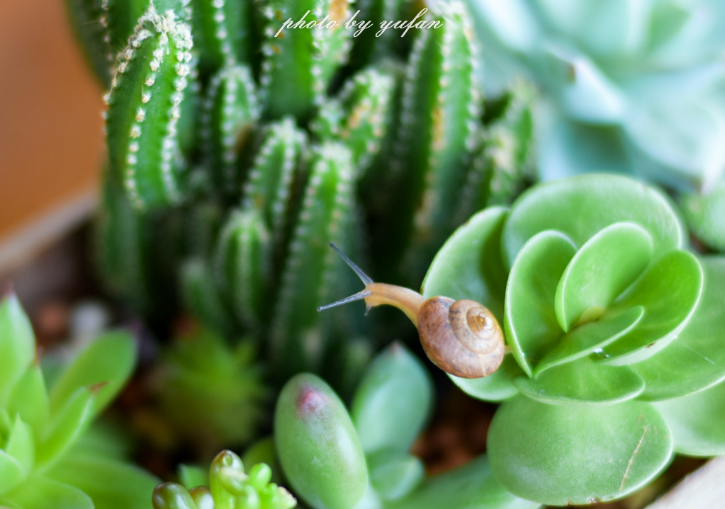 云端上的世外桃源，看看浇灌牛奶和土鸡蛋的有机乌龙茶长成啥样