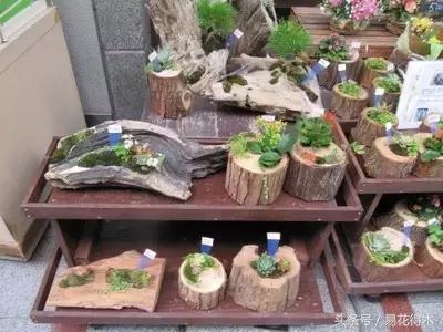 陶瓷花盆适合种什么花,仿瓷的花盆养花好吗