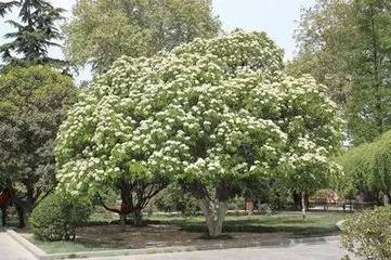 涓轰粈涔堝悇澶ч珮鏍￠兘绉嶇煶妤犺姳,澶у鍏充簬鐭虫鑺辩殑閲囪闂