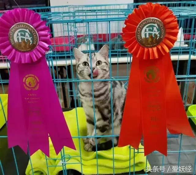 爱妖经｜赛场猫咪同款用品，主子们都拒绝不了的诱惑