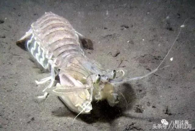 比手臂还粗的皮皮虾你吃过了吗,比手臂还大的皮皮虾吃起来超过瘾