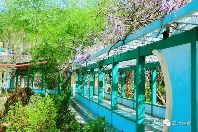 紫藤挂云木，香风留美人——林州龙凤山公园的紫藤花开了！