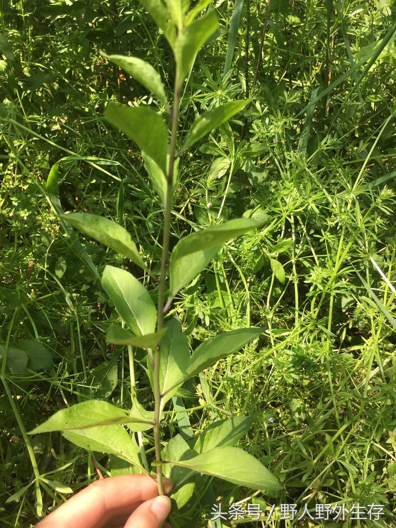 野生枸杞芽野菜,美味的纯天然野菜