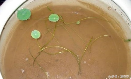 碗莲不用泥土用水能开花吗,碗莲水养的种植方法和注意事项