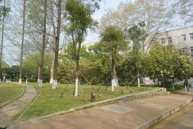 涓轰粈涔堝悇澶ч珮鏍￠兘绉嶇煶妤犺姳,澶у鍏充簬鐭虫鑺辩殑閲囪闂