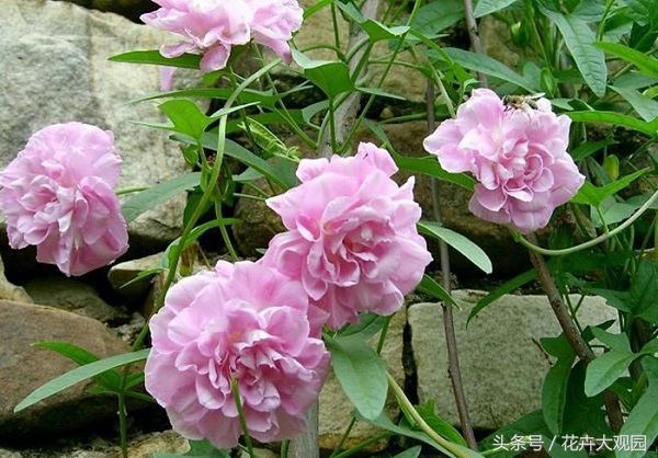 盘点哪些优美的花又不常见,盘点那些不好看的花