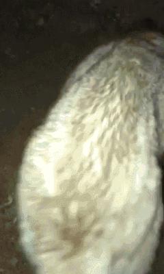 俗话说“虎毒不食子”,微笑天使萨摩耶咬死刚出生的小哈士奇