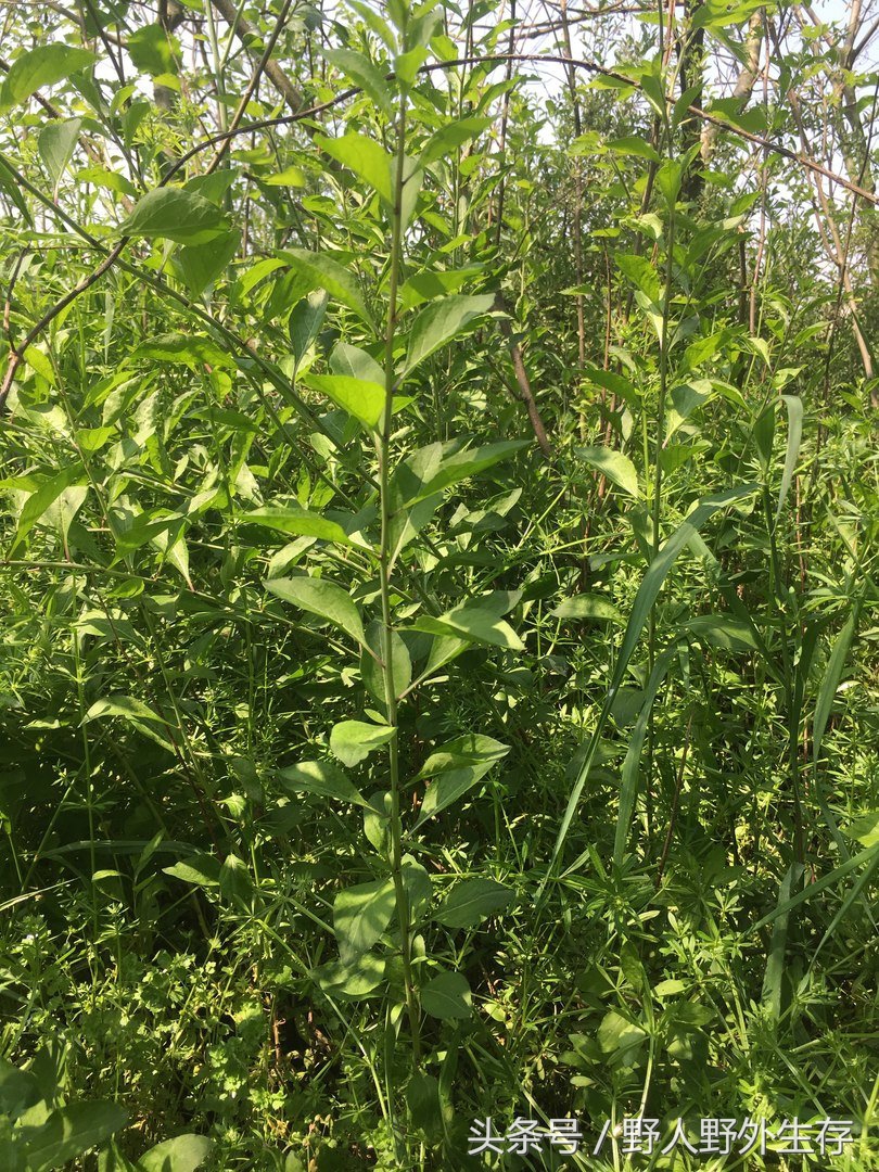 正宗枸杞野菜图片,枸杞苗野菜