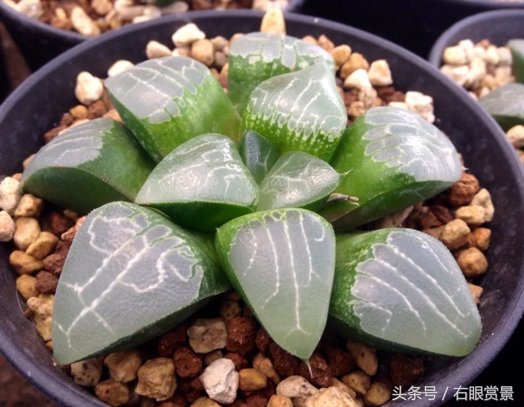 精品多肉颗颗都是韩版欧货老桩让您大呼过瘾