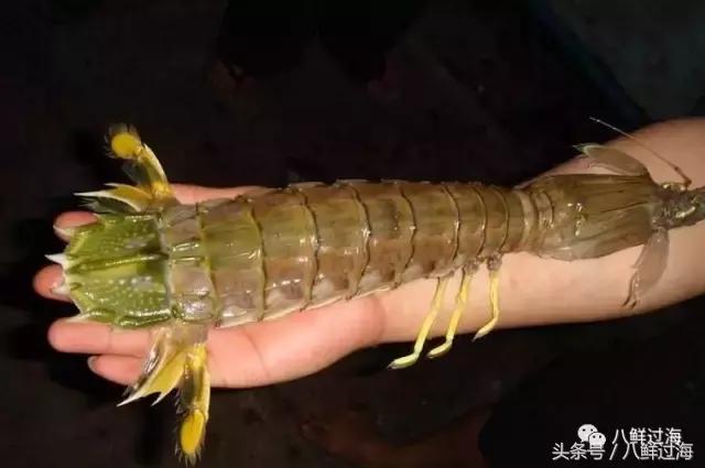 比手臂还粗的皮皮虾你吃过了吗,比手臂还要大的皮皮虾你吃过没有