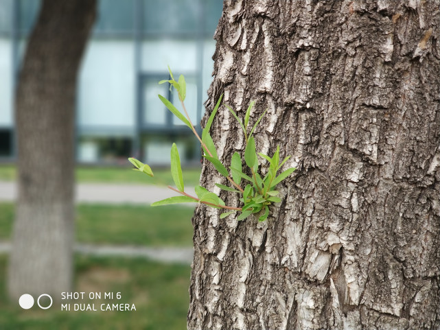 小米6处理器835,小米6使用的骁龙835是满血版吗