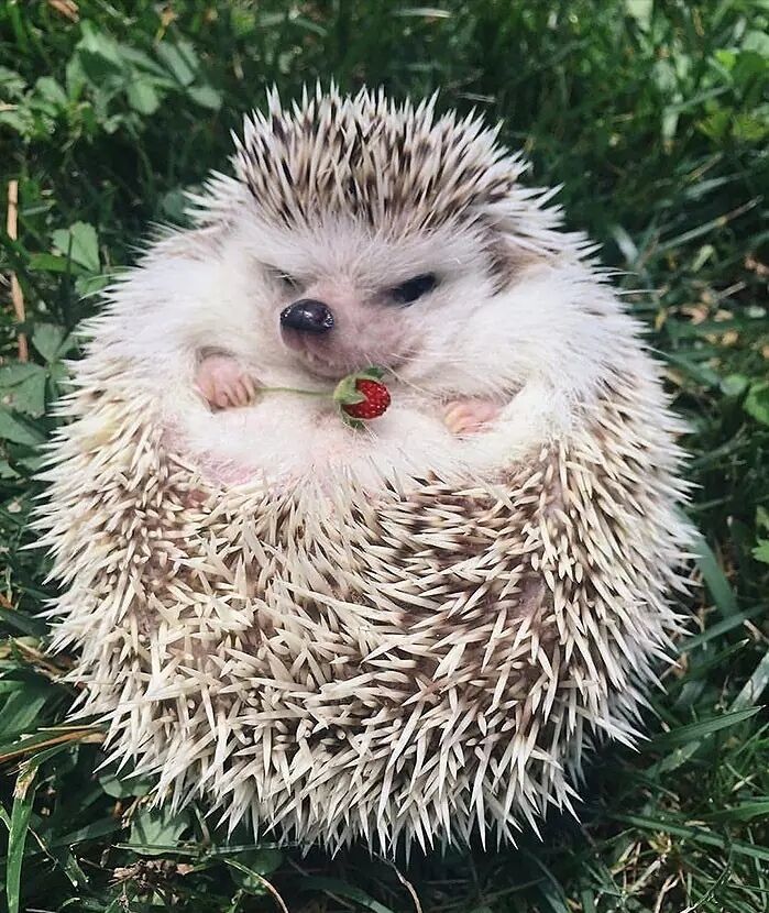 养一只刺猬,这么可爱的刺猬你也想养一只吗