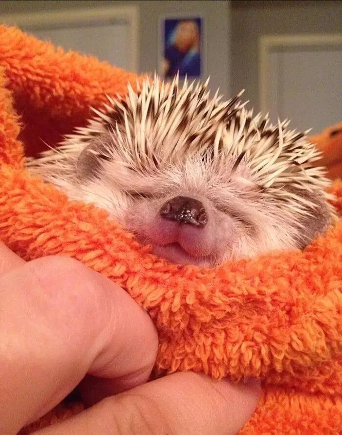 养一只刺猬,这么可爱的刺猬你也想养一只吗