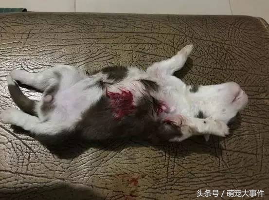 俗话说“虎毒不食子”,微笑天使萨摩耶咬死刚出生的小哈士奇