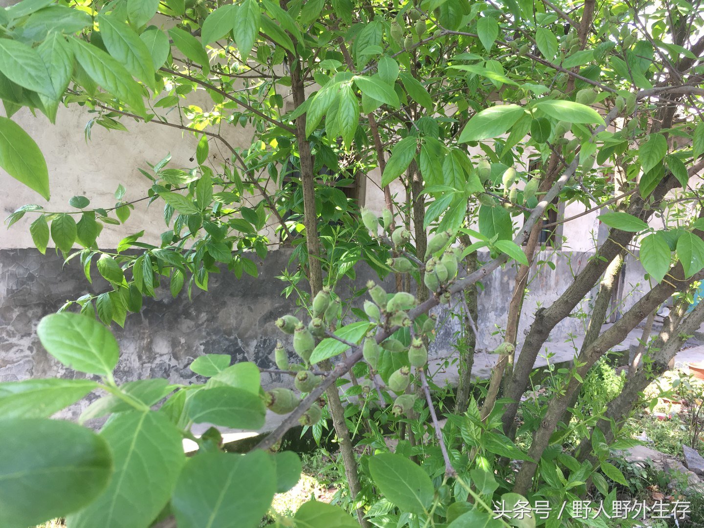 枸杞苗是什么菜,野枸杞野菜