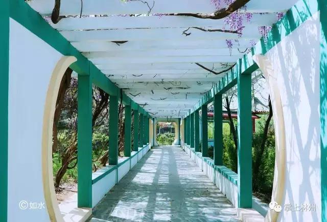 紫藤挂云木，香风留美人——林州龙凤山公园的紫藤花开了！