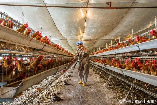 土鸡蛋与普通蛋有什么区别,土鸡蛋有机