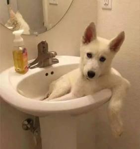 道格队长丨狗狗的行为纠正12期丨夭寿啦！我家狗又在吃屎啦