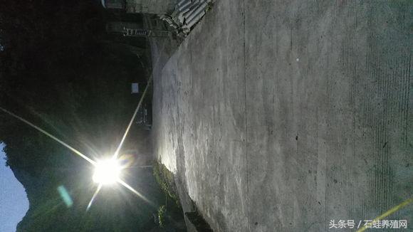 石蛙养殖致富经营方案,石蛙养殖投资收益