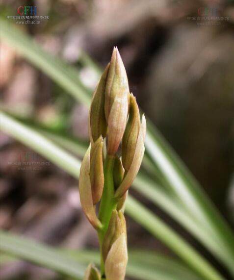 河南农村最常见的野草,河南农村常见的野草