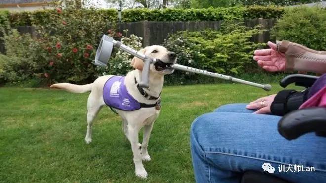 不止有漂亮脸蛋的狗狗，救援护卫导盲处处有它们的身影——服务犬