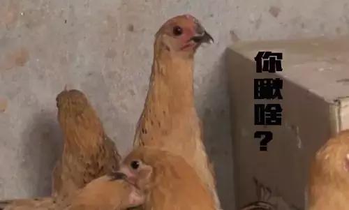 买鸡苗是骗人的吗,买的鸡苗全是公鸡