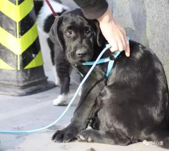 这家公司在办公室里养了十几只宠物员工幸福指数真高