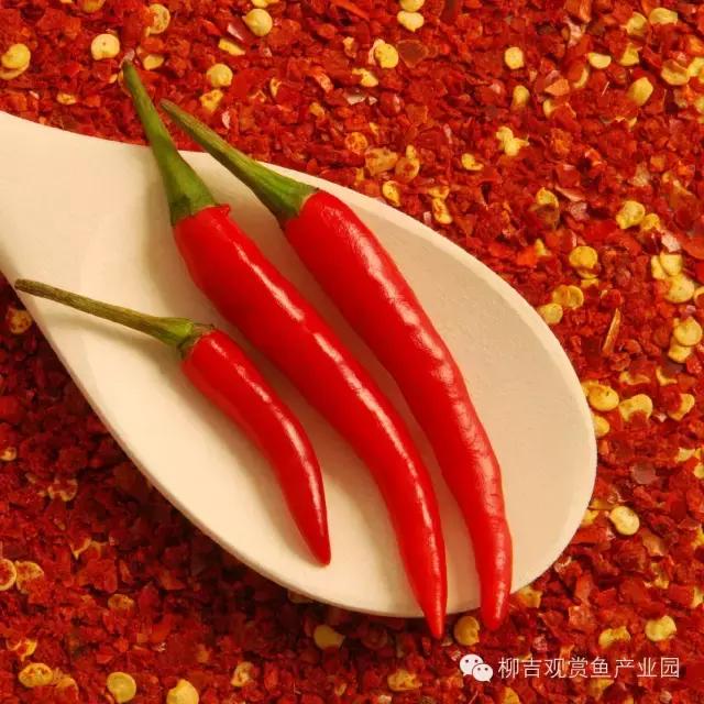 观赏鱼生病不用着急,家中食材也能治鱼病