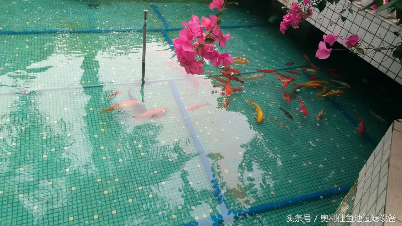 22立方鱼池价格一览表,36平方鱼池建造价格一览表