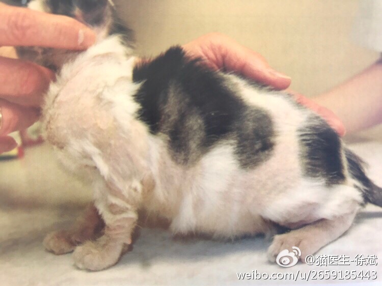 布偶猫癣怎样预防,猫癣的预防和治疗方法