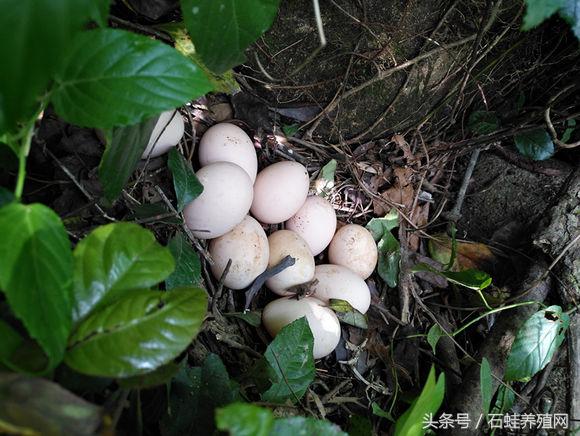 石蛙养殖致富经营方案,石蛙养殖投资收益