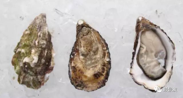 贝类海鲜的品种及图片大全,常见的贝类海鲜图片大全及名称