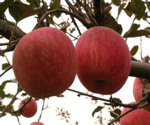 长期腹泻食疗中医怎么治疗腹泻,宝宝腹泻有什么好的治疗方法