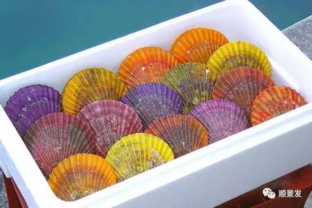 十种常见贝类海鲜图片,贝类海鲜全图