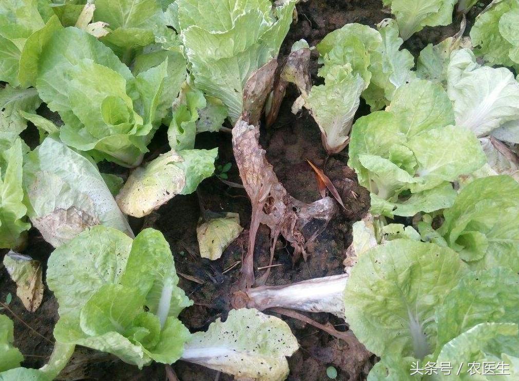白菜黑腐病怎样防治,茄子半边疯防治措施