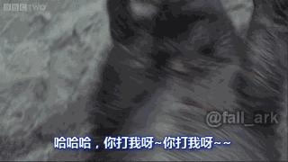 蜜獾和鬣狗哪个厉害,非洲蜜獾跟鬣狗谁厉害