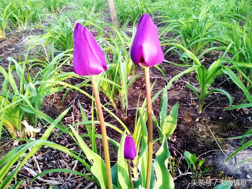 郁金香盛开的美丽,郁金香绽放在波斯湾上空