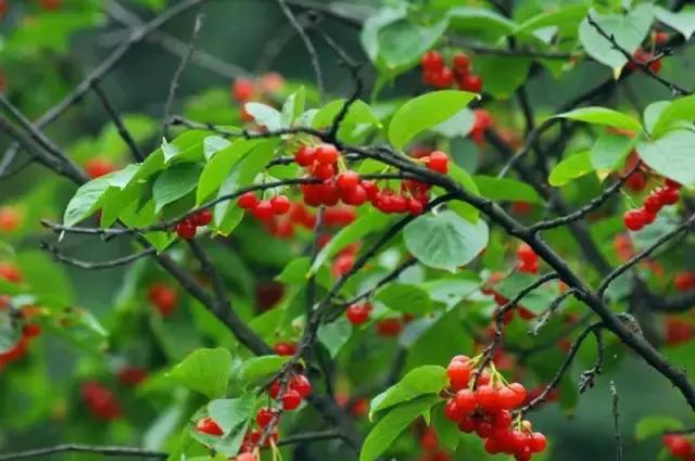 成都周边哪里樱桃最好吃,成都樱桃采摘园附近最近地方