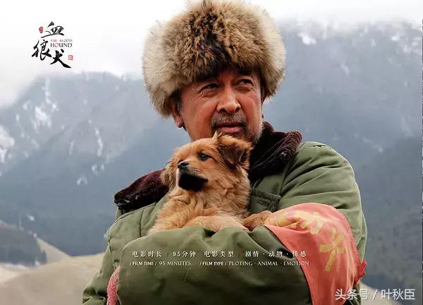 血狼犬狼犬大战,血狼犬打斗视频