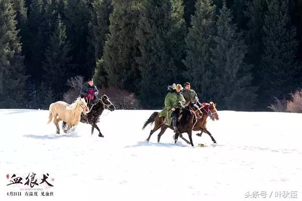 血狼犬狼犬大战,血狼犬打斗视频