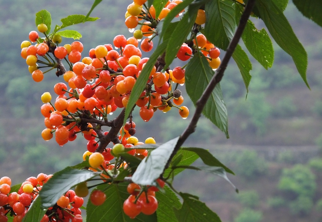 樱桃熟了，你洗对了吗？赶紧进来看看