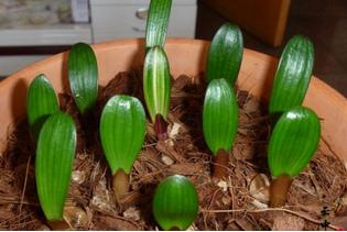 长春君子兰与科学莳养,君子兰用b12可以吗