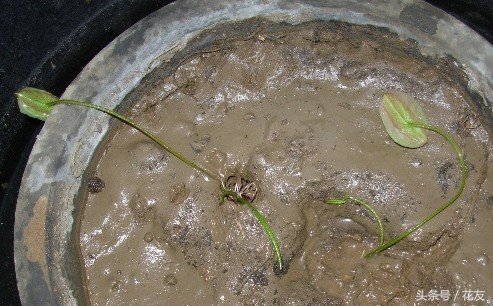 碗莲种植方法全过程,碗莲种植过程图解