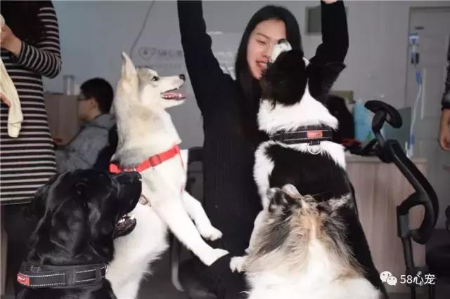 这家公司在办公室里养了十几只宠物员工幸福指数真高