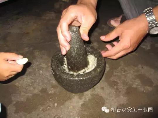 观赏鱼生病不用着急,家中食材也能治鱼病