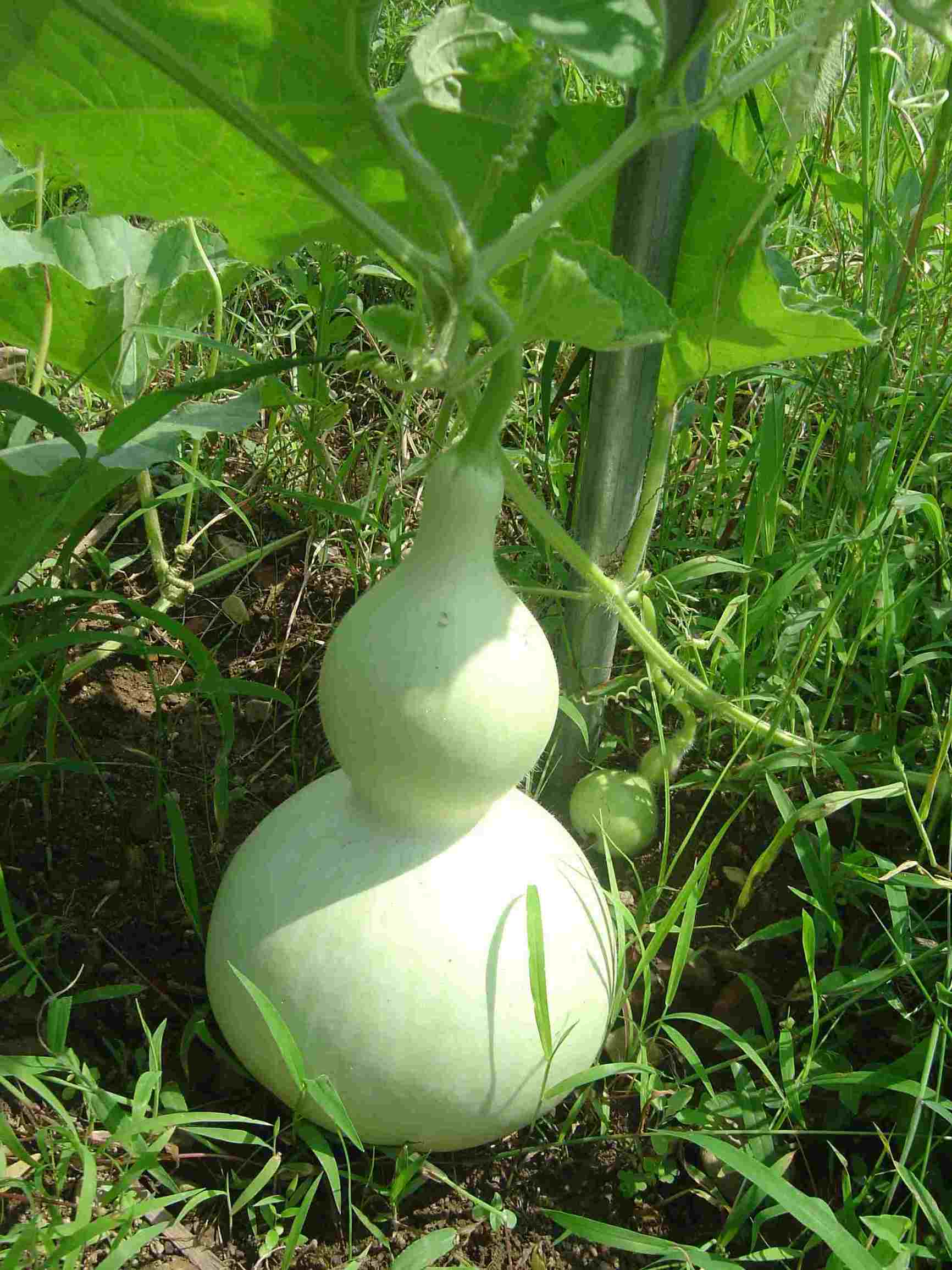 七彩辣椒多少钱一盆,观赏辣椒多少钱一盆